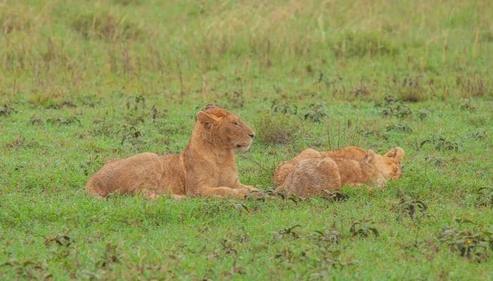 Trekking and Tanzania safari Experience