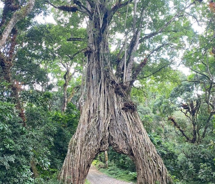 arusha national Park day tour