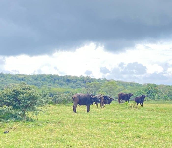 arusha park day trip