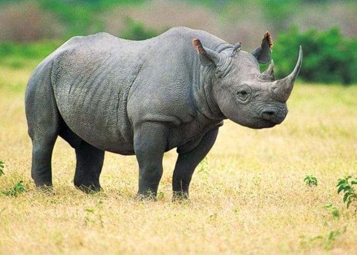 big 5 selous