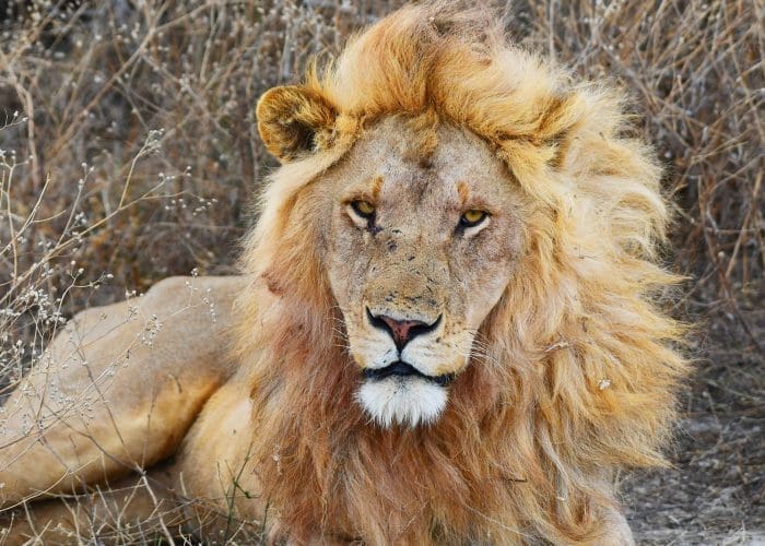 big 5 selous1