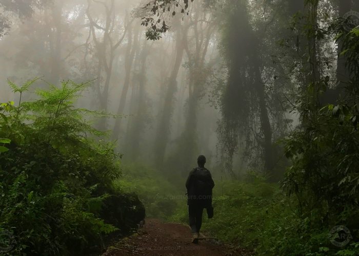 forest tour walking safari