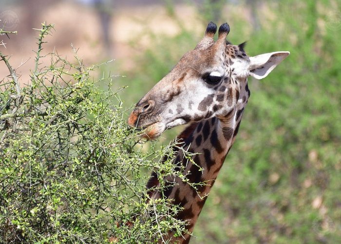 tanzania-safari-with (5)