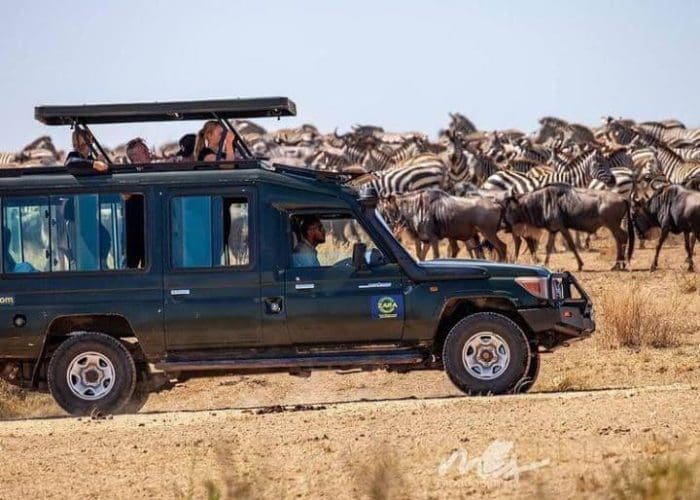 zara serengeti migration