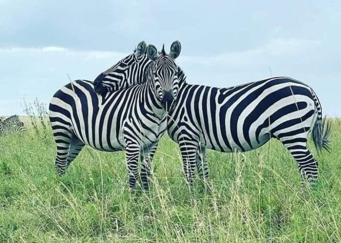 zebra (2)